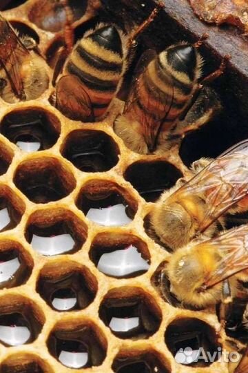 Мёд янтарный, вкусный, ароматный