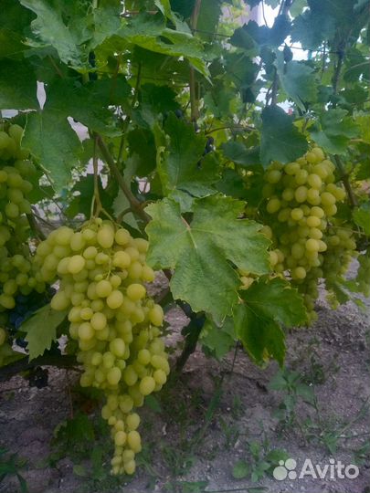 Черенки винограда