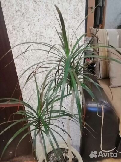 Драцена, фикус