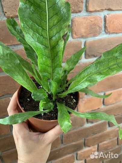 Папоротник