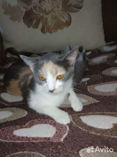 Лапку предали хозяева