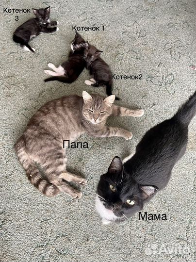 Котята в добрые руки