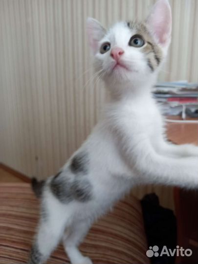 Котёнок ищет семью