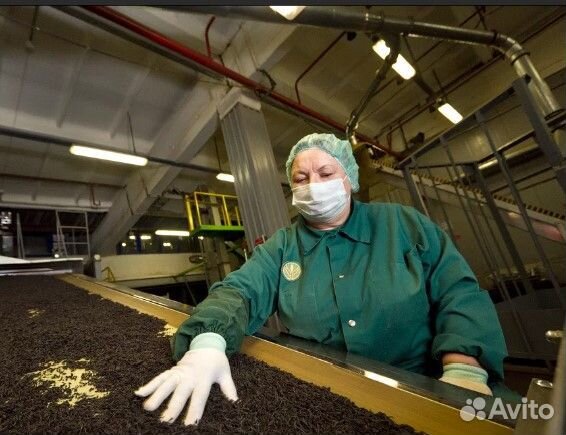 Упаковщик чая и кофе / ежедневная зп