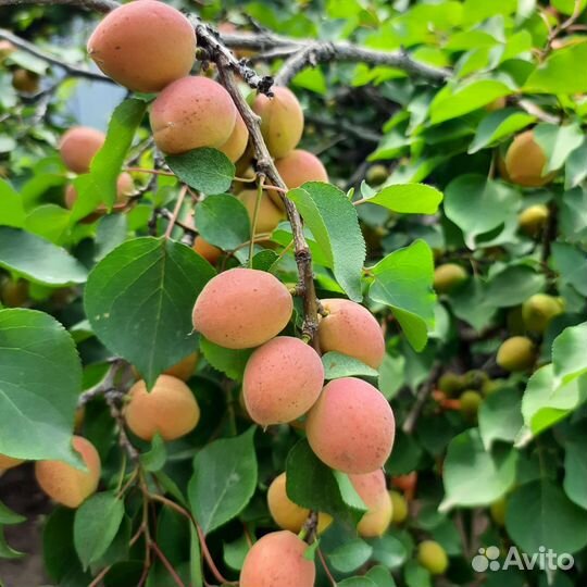 Сажинцы абрикоса
