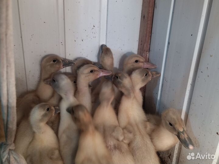 Утята,утки голубой Фаворит,гуси Линда