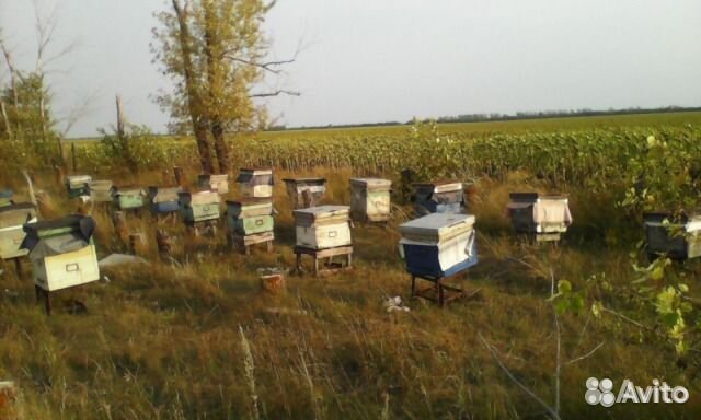 Продаю улья с пчелосемьями, башкирской популяции