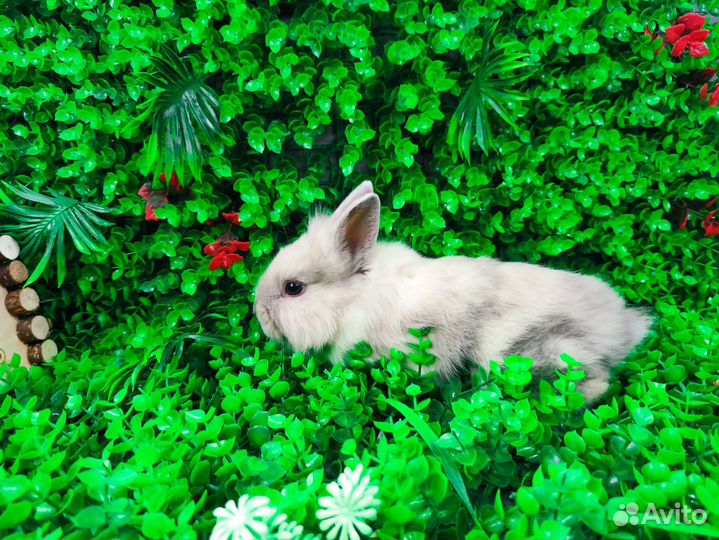 Мини карликовый кролик - львиный милаш