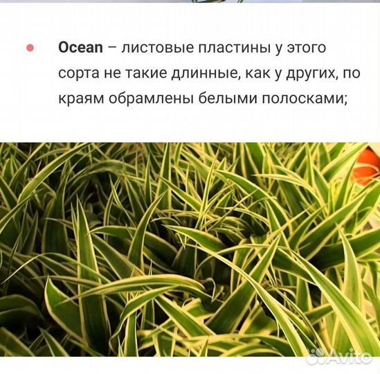 Хлорофитум