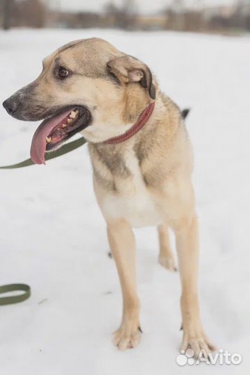 В приюте больному Линдору не выжить