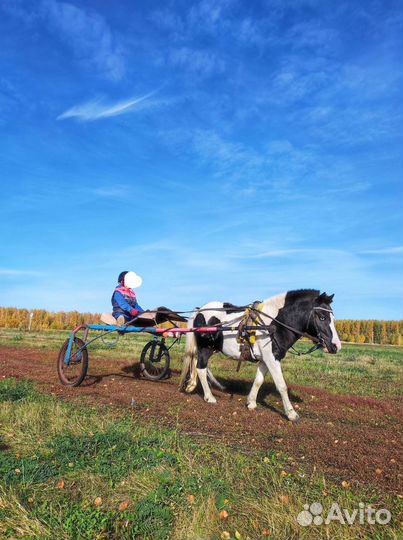 Шетлендские пони