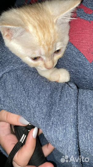 Кошка в дар бесплатно