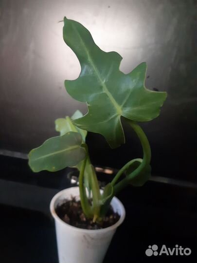 Продам цветы