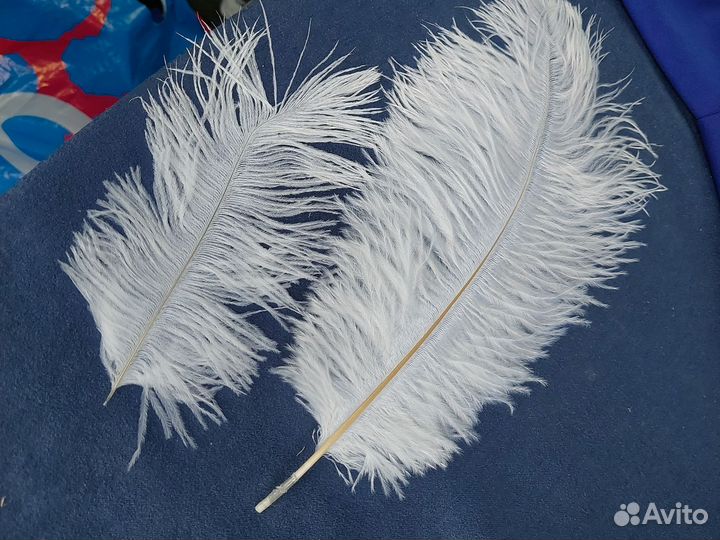 Перо страуса