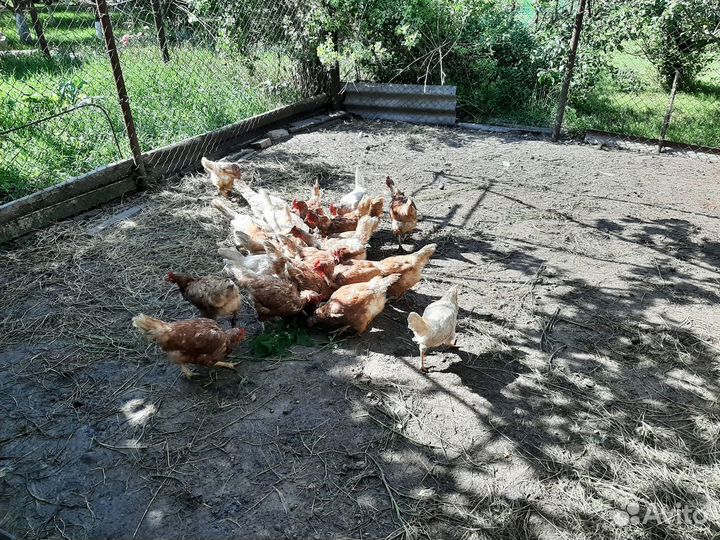 Продам кур