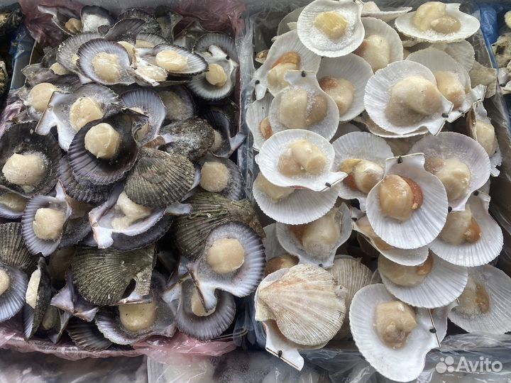 Морской гребешок филе