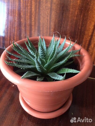 Толстянка,Замиокулькас