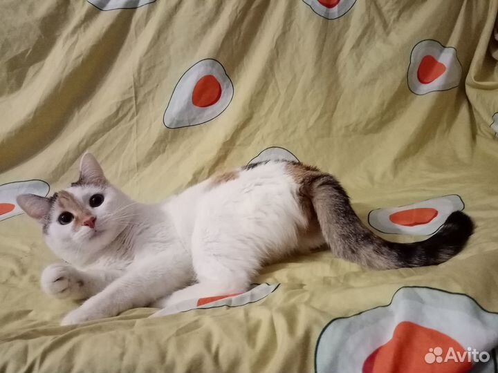 Массажистка ищет дом