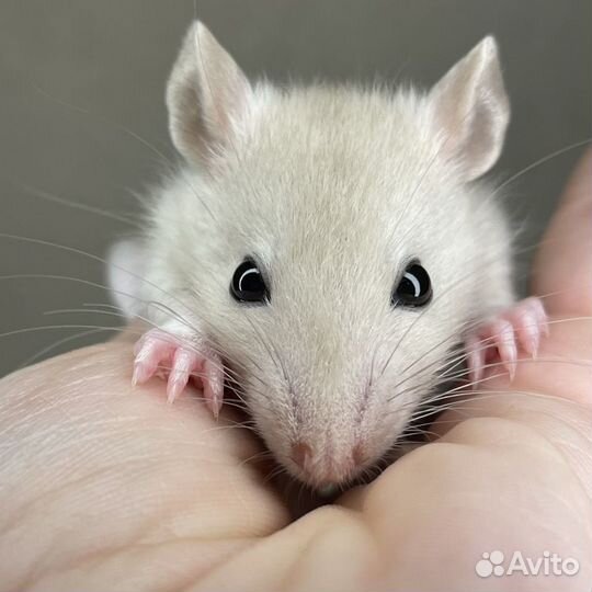 Крысята. Крысы Дамбо