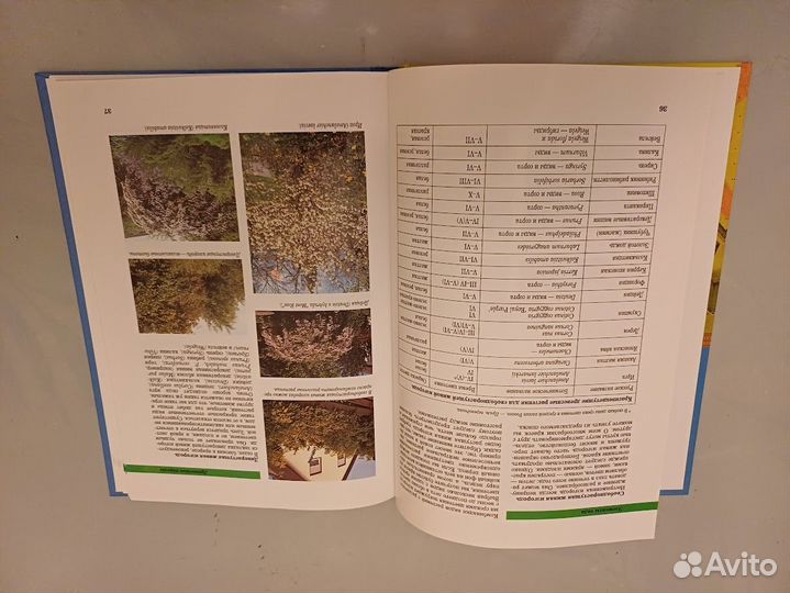 Грайнер Карин. Современное оформление сада