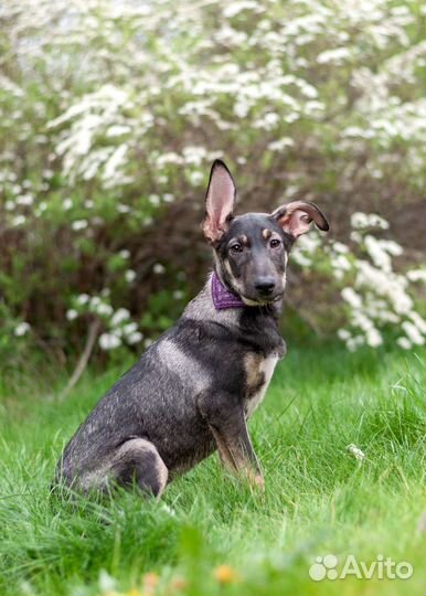 Джес в добрые руки