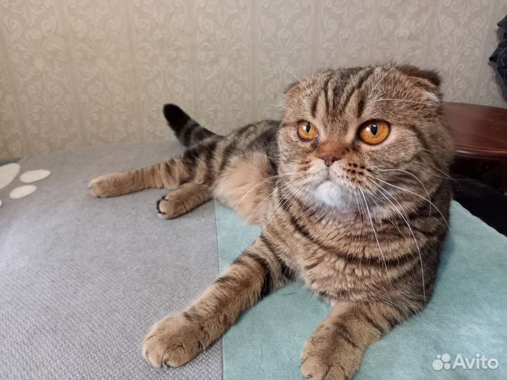 Шотландское чудо