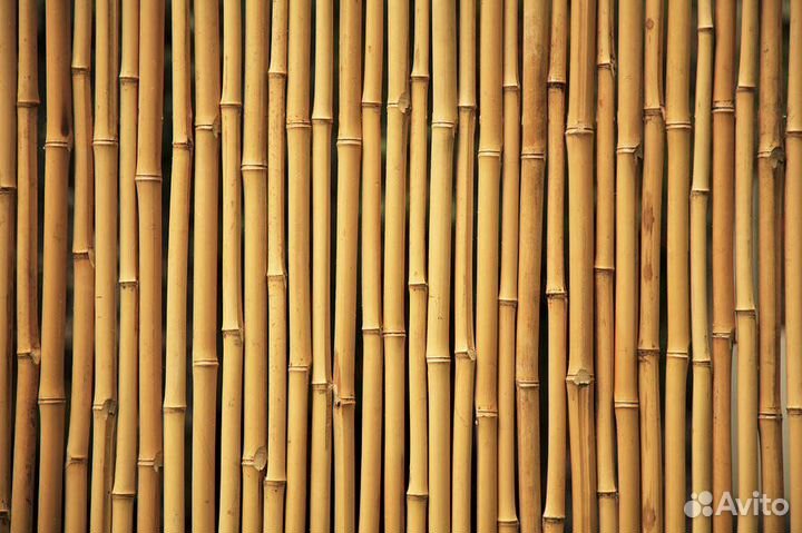 Бамбуковые стволы: экологичный дизайн