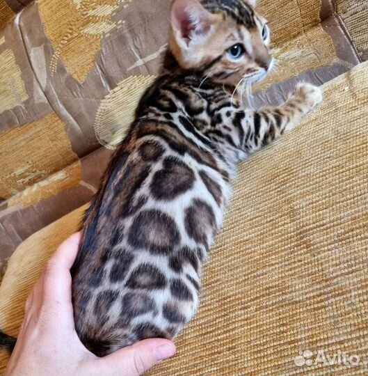 Бенгальский котик