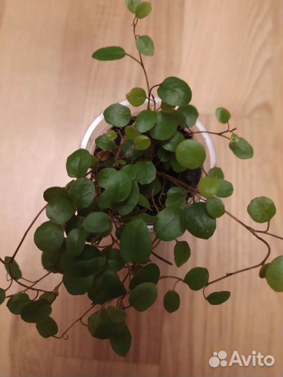 Мюленбекия