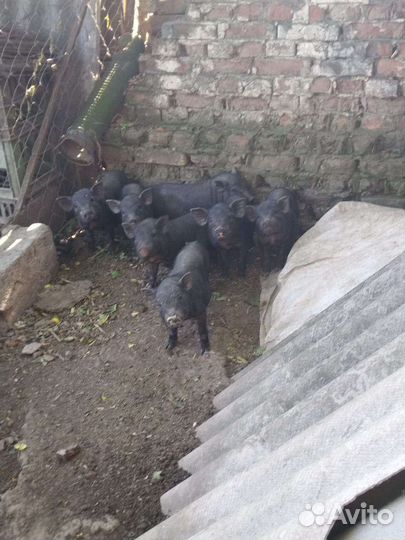 Вьетнамские поросята двух и три месячные