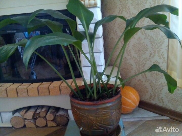 Шикарные растения для зимнего сада