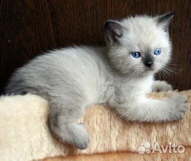 Тайские котята