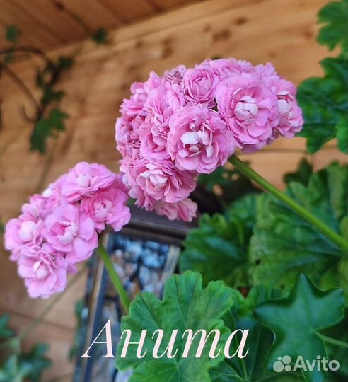 Пеларгония герань сортовая