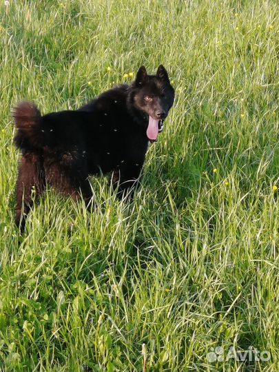 Охотничьи собаки рабочие