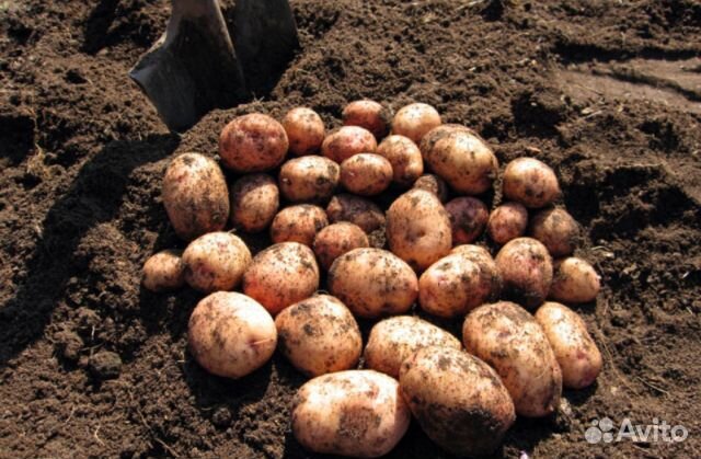 Продам картофель
