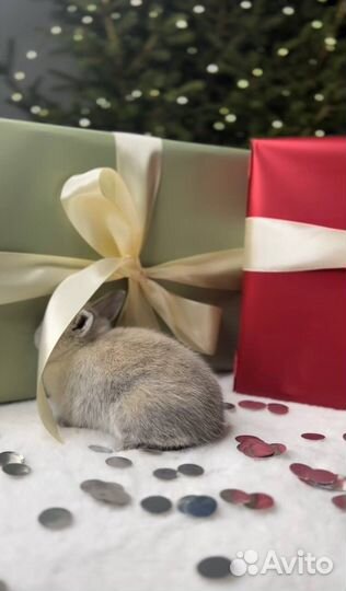 Мини карликовые кролики из питомника