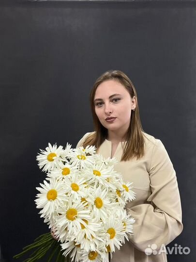 Цветы ромашки