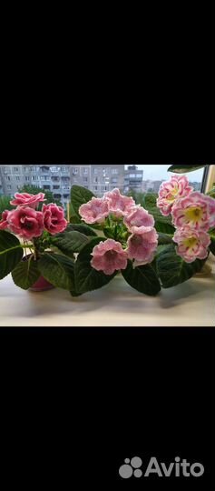 Глоксинии листы, есть взрослые растения