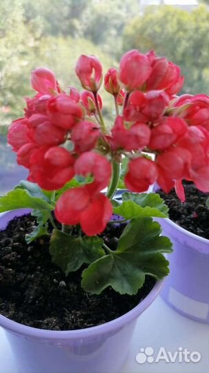 Пеларгония / герань (тюльпановидная)