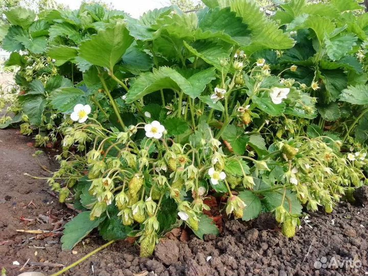 Земклуника Купчиха. Клубника Гигантелла. Саженцы