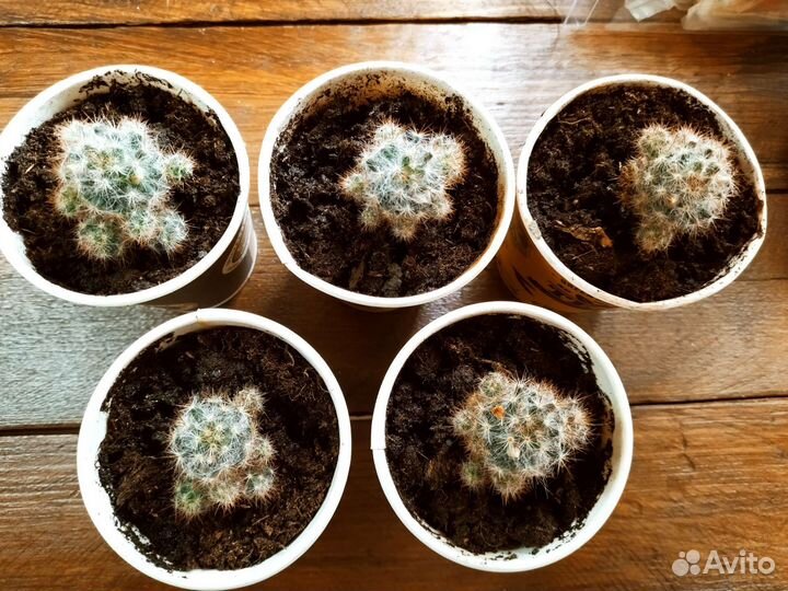 Цветущие кактусы