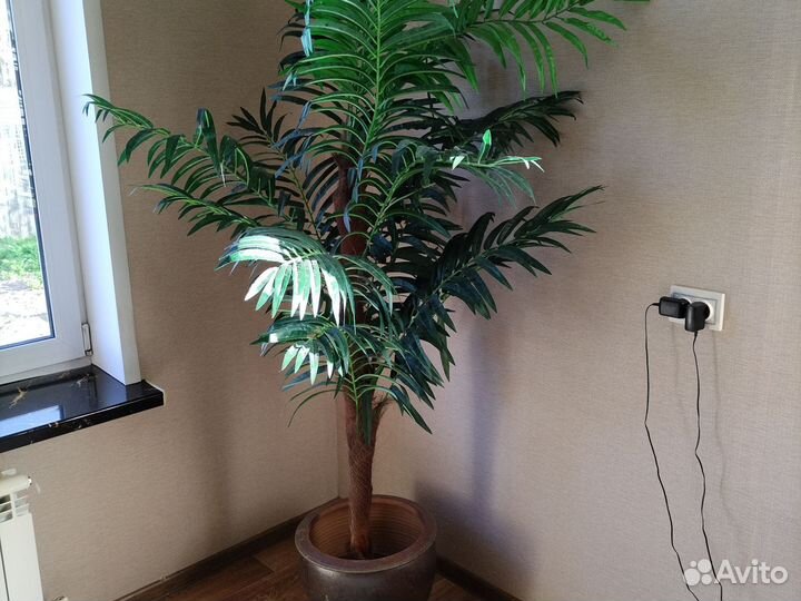 Замиокулькас