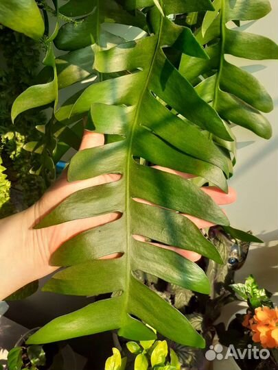 Эпифиллум Морниера