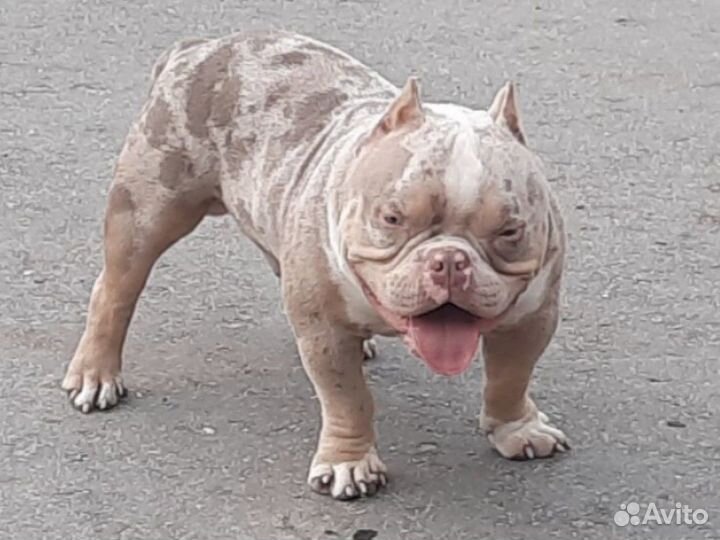 Американский булли экзот вязка