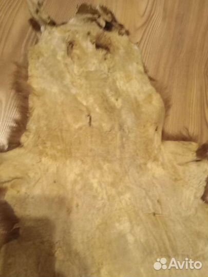 Шкура енота