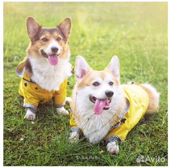 Дождевик для собаки средней породы