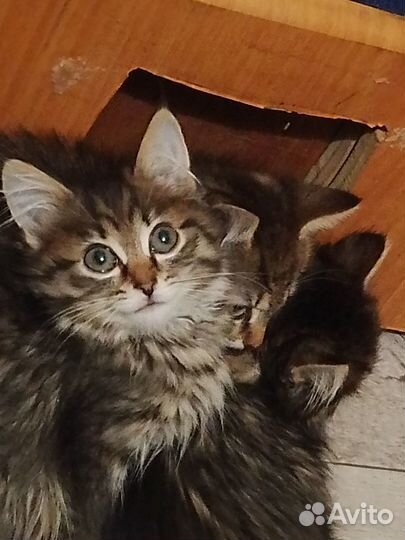 Отдам котят