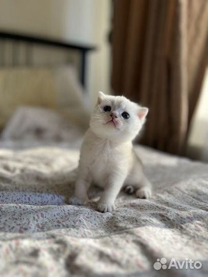 Шотландские котята