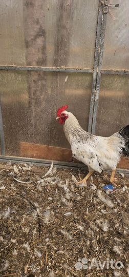 Петухи породы доминант и другие