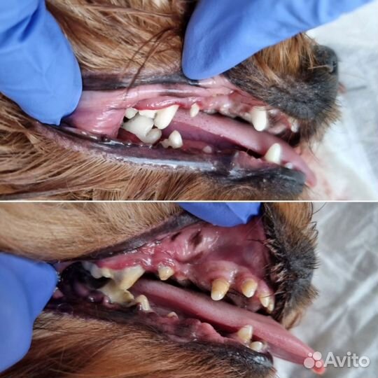 Ветеринарный врач выезд на дом